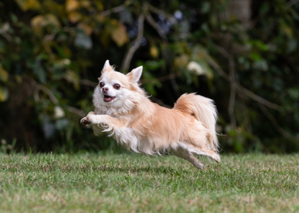 #19. Chihuahuas